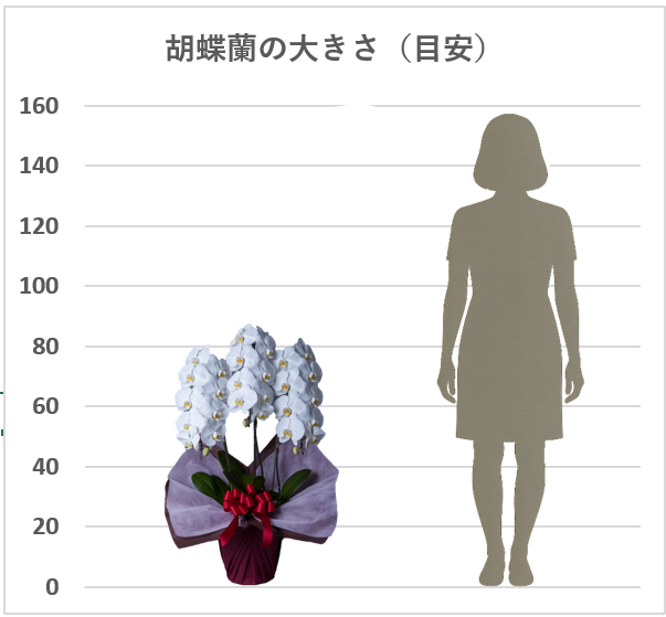 胡蝶蘭3本立輪数30輪前後(蕾含む)色:白サイズH80~90/W40