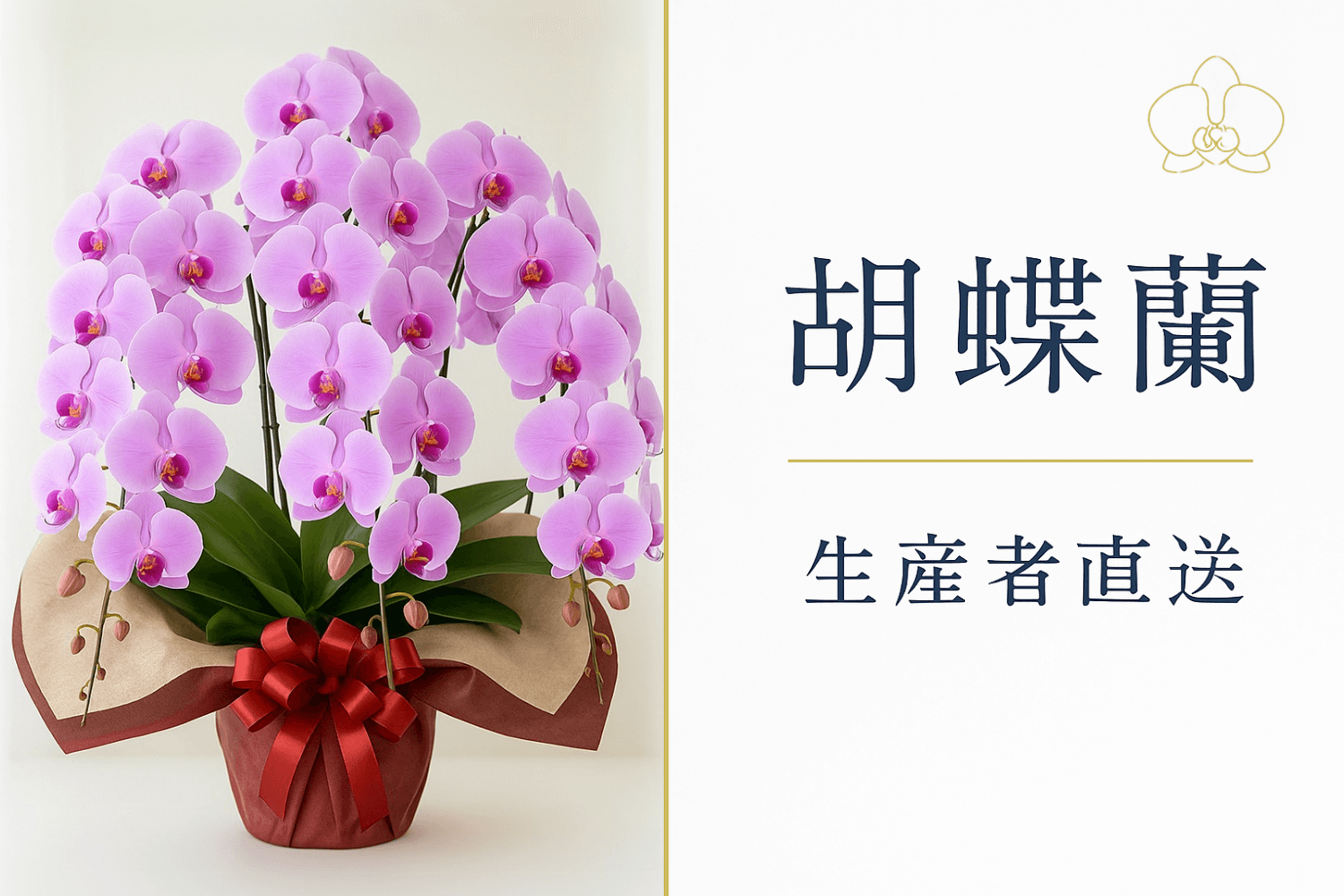 胡蝶蘭