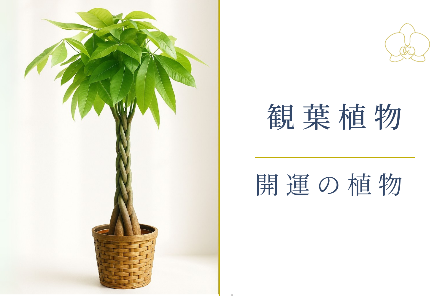 観葉植物