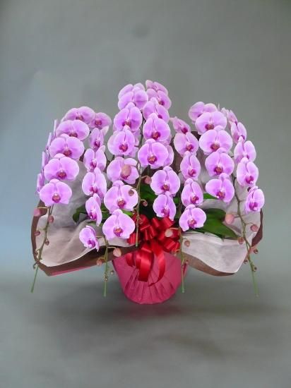 胡蝶蘭