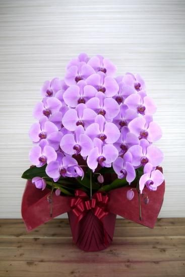 胡蝶蘭