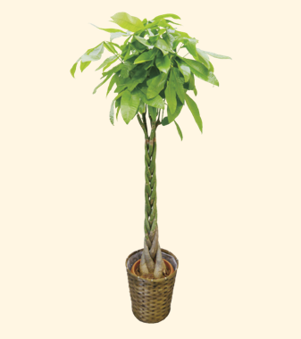 観葉植物