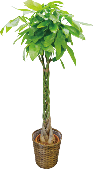 観葉植物