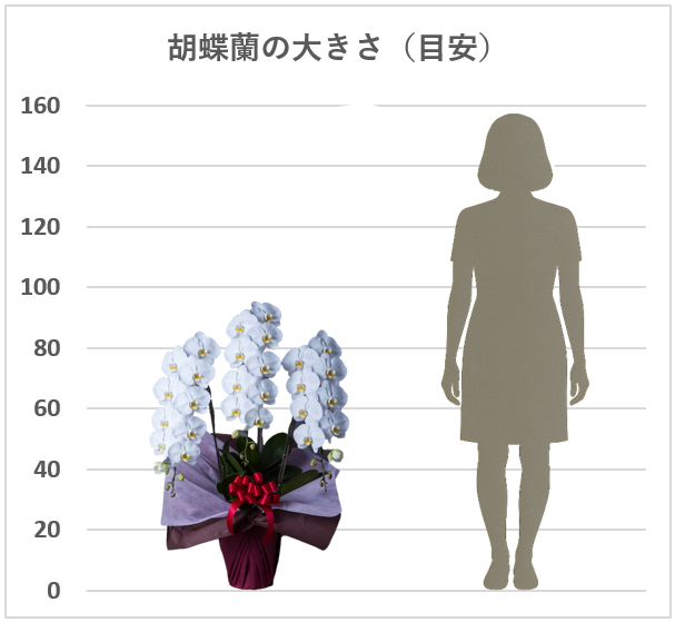 胡蝶蘭3本立輪数36~41輪前後（蕾含む）色：白サイズH90~100/W40~50