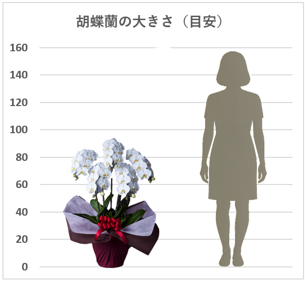 胡蝶蘭5本立輪数50輪前後（蕾含む）色：白サイズH90~100/W60~70